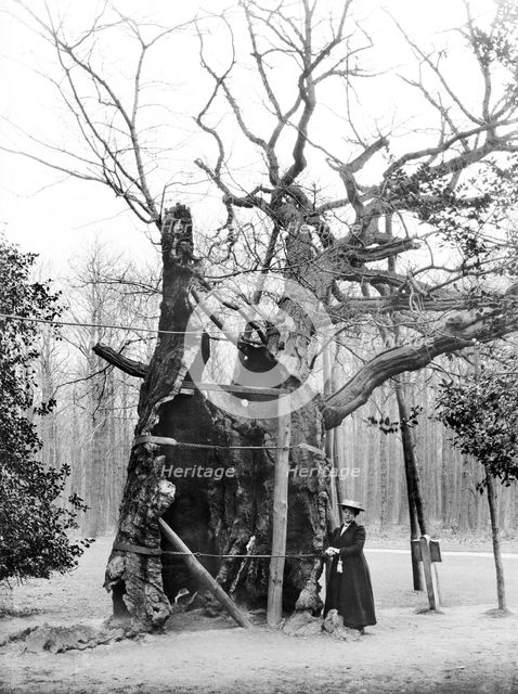 Shambles Oak, Sherwood Forest, Edwinstowe, Nottinghamshire, 1908. Artist: Alfred Newton & Sons.
