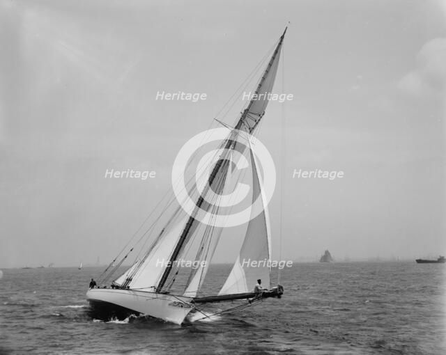Shamrock, between 1890 and 1900. Creator: John S Johnston.