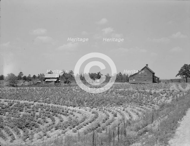 Sharecrop farm, Gaffney, South Carolina, 1937. Creator: Dorothea Lange.