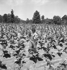 Sharecropper near Chapel Hill, North Carolina, 1939. Creator: Dorothea Lange