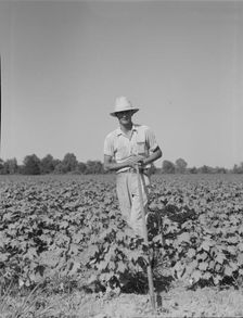 Sharecropper of the Mississippi Delta, Issaquena County, Mississippi, 1937. Creator: Dorothea Lange