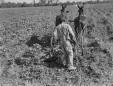 Sharecropper cultivating cotton with team, Near Shreveport, Louisiana, 1937. Creator: Dorothea Lange