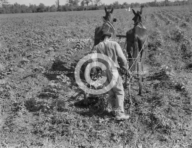 Sharecropper cultivating cotton with team, Near Shreveport, Louisiana, 1937. Creator: Dorothea Lange.