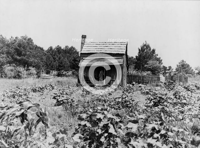 Sharecropper's cabin, cotton and corn, near Jackson, Mississippi, 1937. Creator: Dorothea Lange.