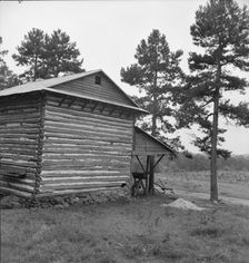 Sharecropper tobacco barn showing tobacco in field..., Person County, North Carolina, 1939. Creator: Dorothea Lange