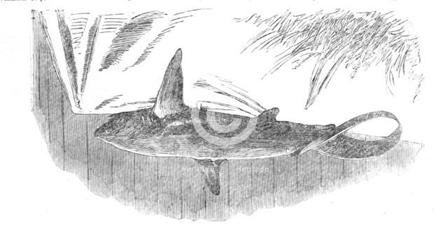 Shark caught off Exmouth, 1861. Creator: Unknown.