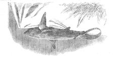 Shark caught off Exmouth, 1861. Creator: Unknown
