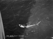 Shark caught by the cruise ship Atlantis off Bathurst, Gambia, 20th century