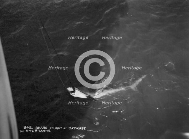 Shark caught by the cruise ship 'Atlantis', off Bathurst, Gambia, 20th century. Artist: Unknown