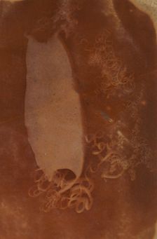 Shark Egg Case, 1840-45. Creator: Unknown