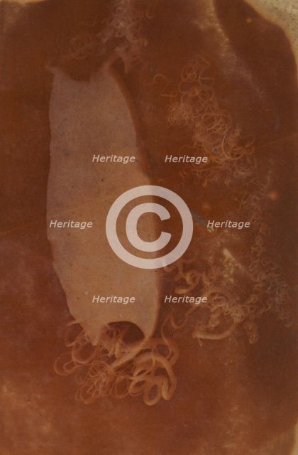 Shark Egg Case, 1840-45. Creator: Unknown.