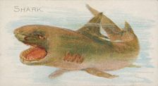 Shark, from the Fish from American Waters series (N8) for Allen & Ginter Cigarettes Brands, 1889. Creator: Allen & Ginter