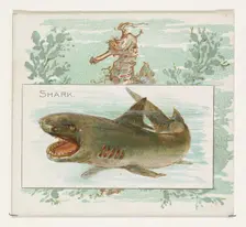 Shark, from Fish from American Waters series (N39) for Allen & Ginter Cigarettes, 1889. Creator: Allen & Ginter