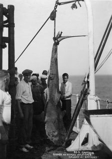 Shark on board the cruise ship Atlantis caught off Bathurst, Gambia, 20th century