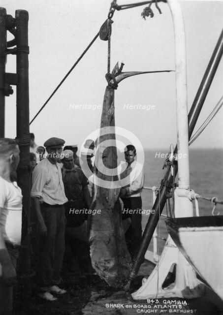 Shark on board the cruise ship 'Atlantis', caught off Bathurst, Gambia, 20th century. Artist: Unknown