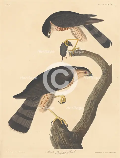 Sharp-shinned Hawk, 1837. Creator: Robert Havell.