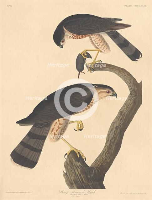 Sharp-shinned Hawk, 1837. Creator: Robert Havell.