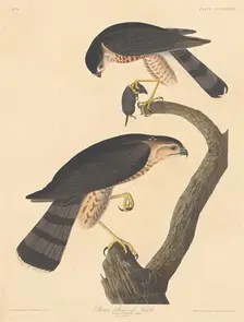 Sharp-shinned Hawk, 1837. Creator: Robert Havell