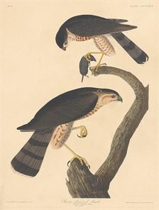Sharp-shinned Hawk, 1837. Creator: Robert Havell