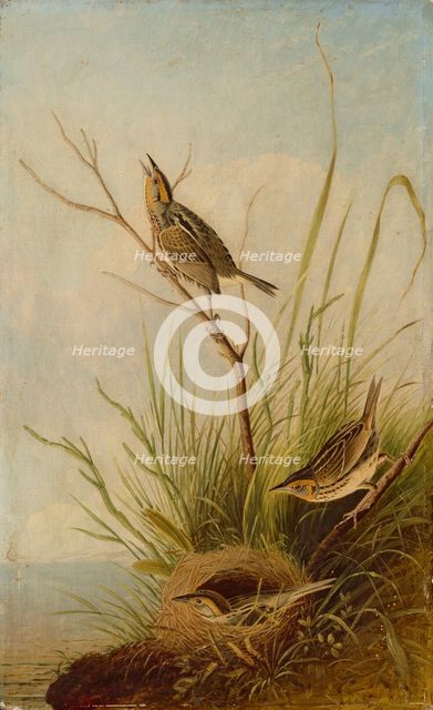 Sharp-Tailed Finch, 1831/1833. Creator: Joseph Bartholomew Kidd.