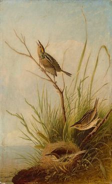 Sharp-Tailed Finch, 1831/1833. Creator: Joseph Bartholomew Kidd