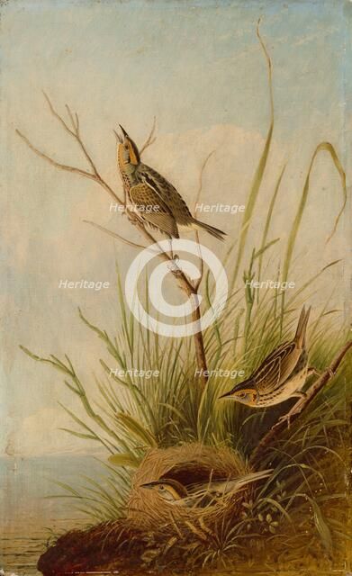 Sharp-Tailed Finch, 1831/1833. Creator: Joseph Bartholomew Kidd.