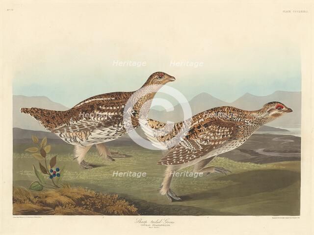 Sharp-tailed Grous, 1837. Creator: Robert Havell.