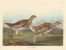 Sharp-tailed Grous, 1837. Creator: Robert Havell