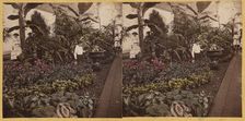 Shaw's Garden. Int. of Palm-House, western wing. St. Louis, Missouri, about 1872-1874. Creator: Boehl & Koenig