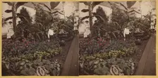 Shaw's Garden. Int. of Palm-House, western wing. St. Louis, Missouri, about 1872-1874. Creator: Boehl & Koenig
