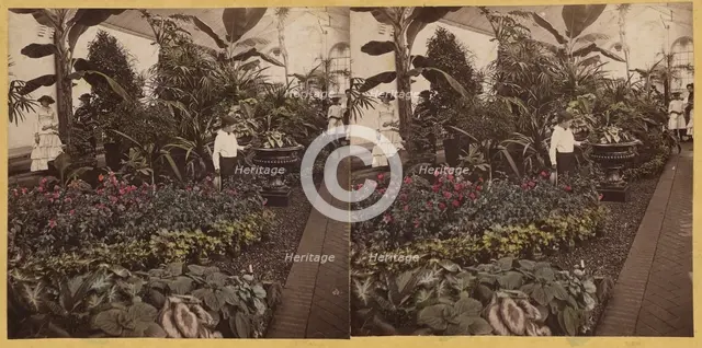 Shaw's Garden. Int. of Palm-House, western wing. St. Louis, Missouri, about 1872-1874. Creator: Boehl & Koenig.