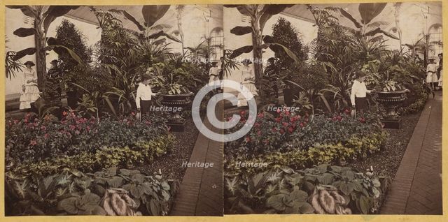 Shaw's Garden. Int. of Palm-House, western wing. St. Louis, Missouri, about 1872-1874. Creator: Boehl & Koenig.