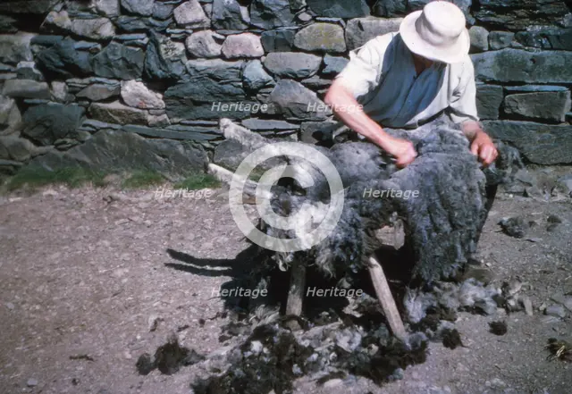 Shearing a sheep by hand, Lake District, c1960s. Artist: CM Dixon.