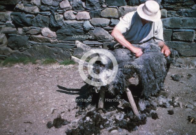 Shearing a sheep by hand, Lake District, c1960s. Artist: CM Dixon.