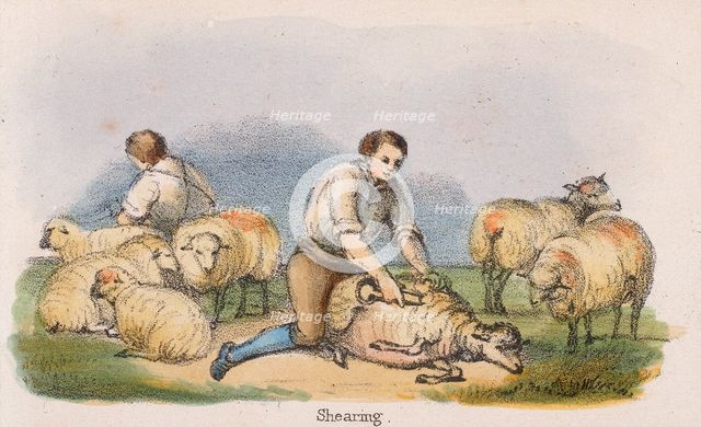 'Shearing', c1845. Creators: Benjamin Waterhouse Hawkins, Robert Kent Thomas.