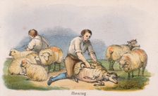 Shearing c1845. Creators: Benjamin Waterhouse Hawkins, Robert Kent Thomas