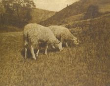 Sheep, 1901. Creator: Professor Hans Watzek