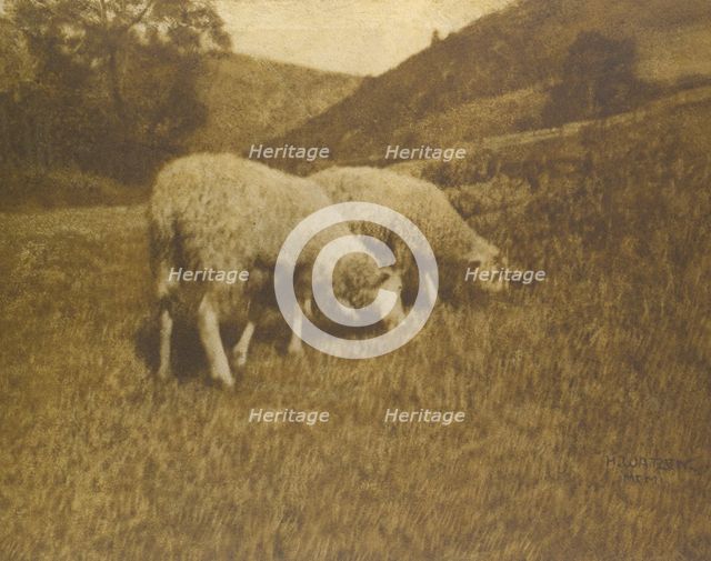 Sheep, 1901. Creator: Professor Hans Watzek.