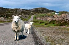 Sheep and lamb, Applecross Peninsula, Highland, Scotland. Creator: Peter Thompson