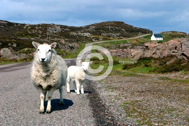 Sheep and lamb, Applecross Peninsula, Highland, Scotland. Creator: Peter Thompson.