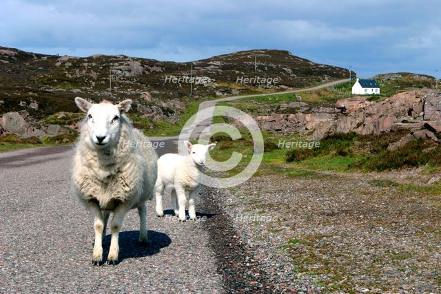 Sheep and lamb, Applecross Peninsula, Highland, Scotland. Creator: Peter Thompson.