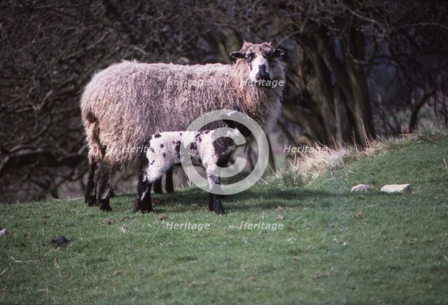 Sheep and Lambs in April, Wharfedale, Yorkshire, 20th century. Artist: CM Dixon.