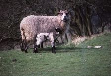 Sheep and Lambs in April, Wharfedale, Yorkshire, 20th century. Artist: CM Dixon