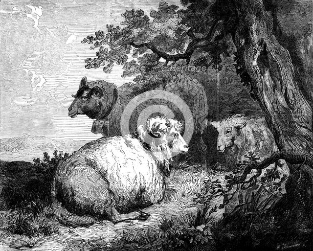 "Sheep", by Morland, in the International Exhibition, 1862. Creator: W Thomas.