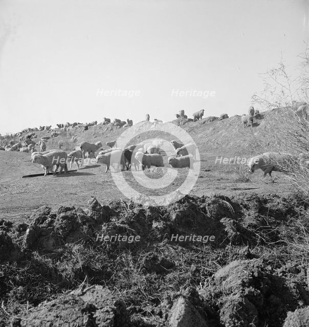 Sheep grazing by irrigation canal, Imperial Valley, California, 1939. Creator: Dorothea Lange.