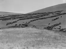 Sheep grazing, California, 1936. Creator: Dorothea Lange