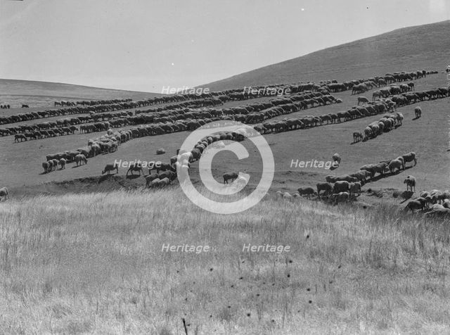 Sheep grazing, California, 1936. Creator: Dorothea Lange.