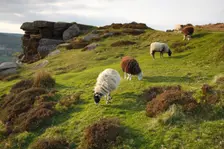 Sheep grazing, Curbar Edge, Derbyshire, 2009. Creator: Peter Thompson