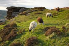 Sheep grazing, Curbar Edge, Derbyshire, 2009. Creator: Peter Thompson