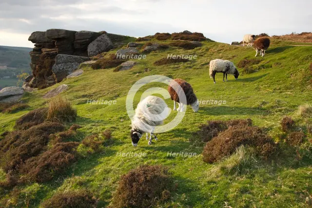 Sheep grazing, Curbar Edge, Derbyshire, 2009.  Creator: Peter Thompson.
